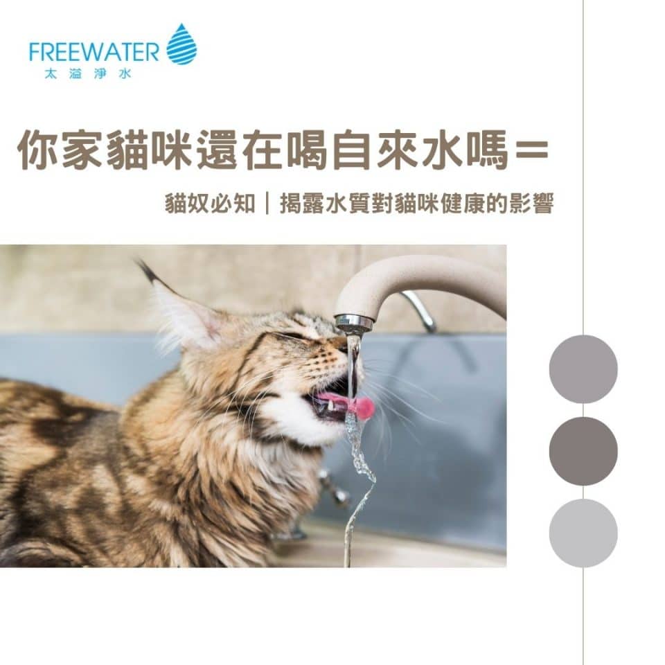 你家貓咪還在喝自來水嗎？