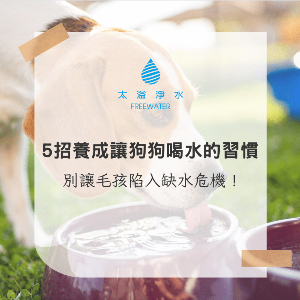 狗喝水
